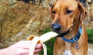狗能吃巴旦木吗